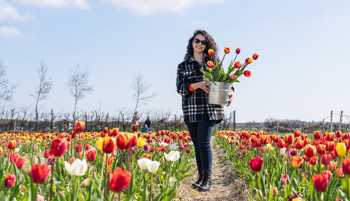 Lady in Picking Garden with her own picked tulips in bucket Lady in Picking Garden with her own picked tulips in bucket