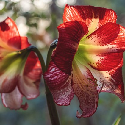 Amaryllis in a greenhouse