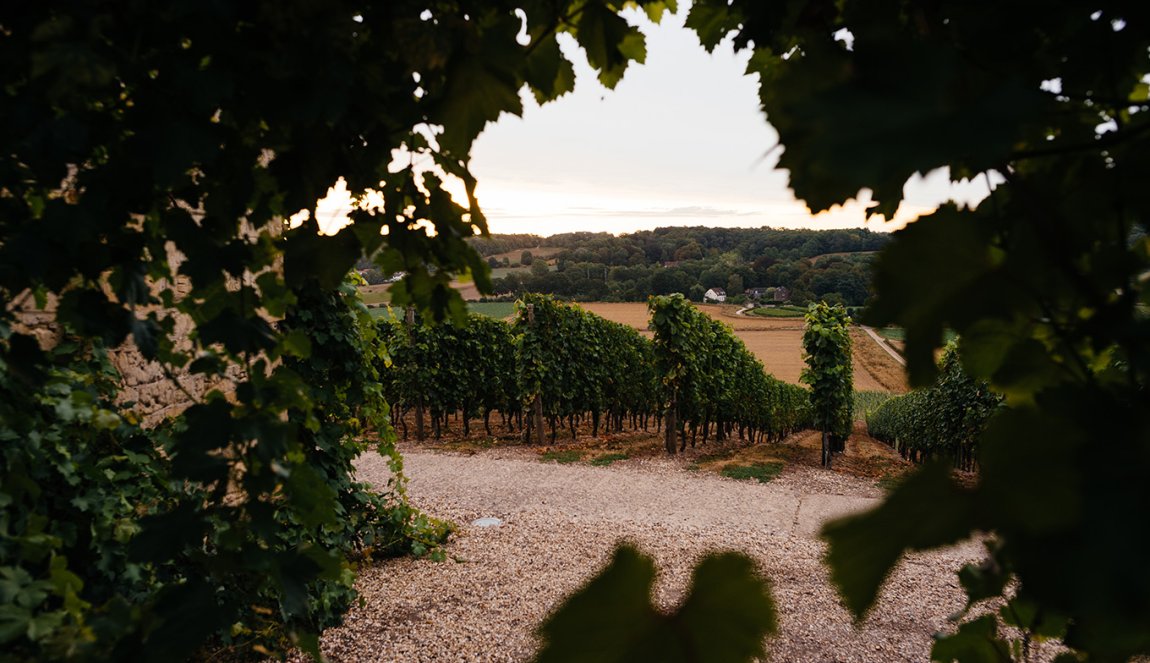 Vineyard Apostelhoeve among the wine cuttings Maastricht Vineyard Apostelhoeve among the wine cuttings Maastricht