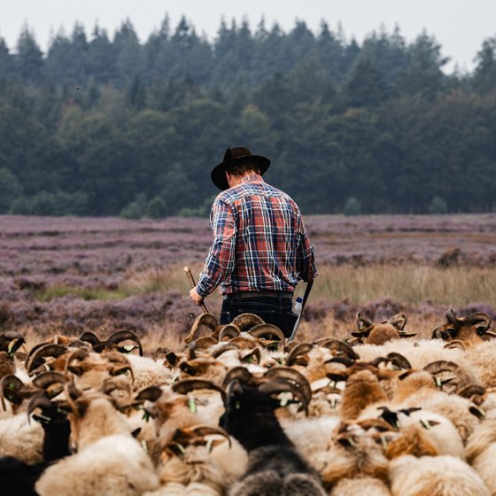 Sheep herder on the moors