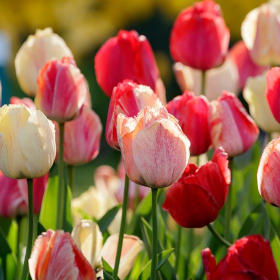 Close up tulips Keukenhof