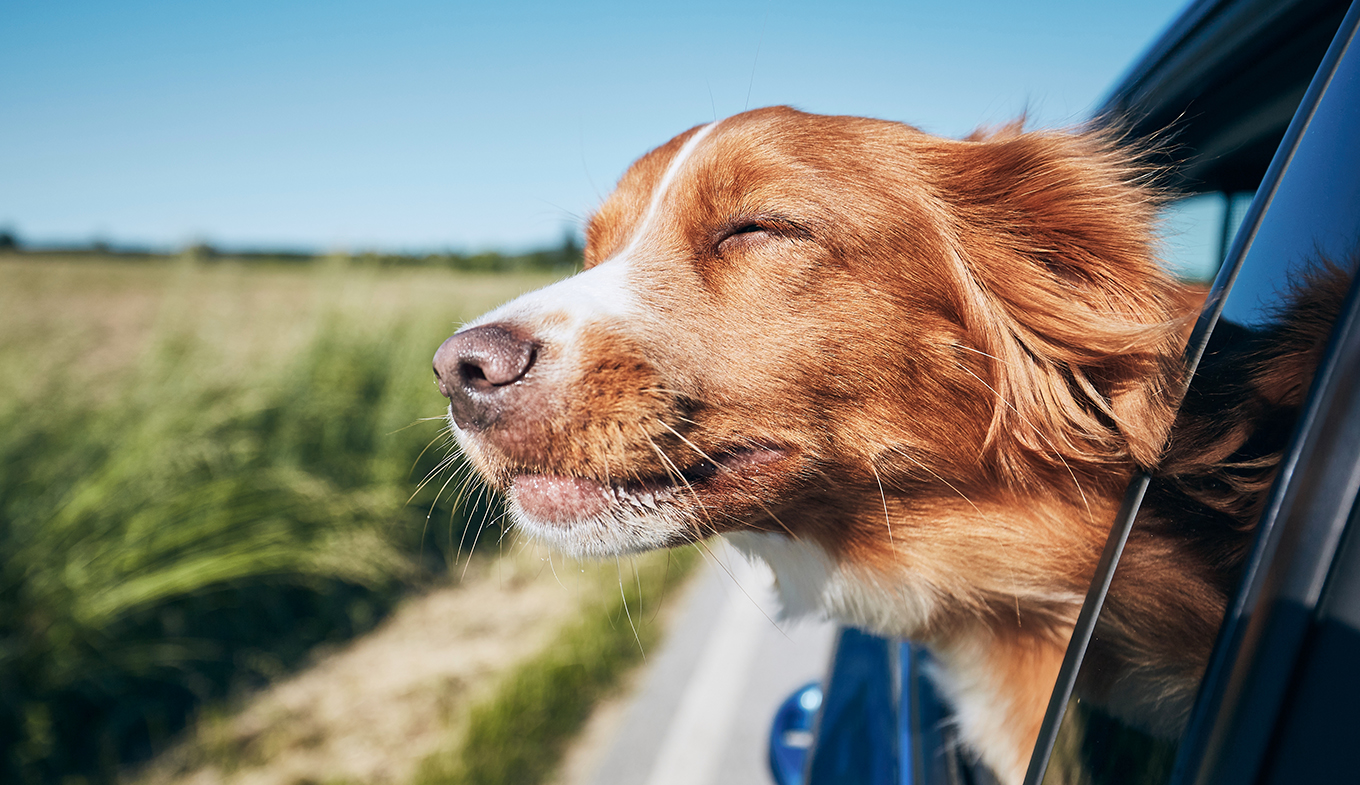 Dog travel by car. Retriever enjoying road trip.