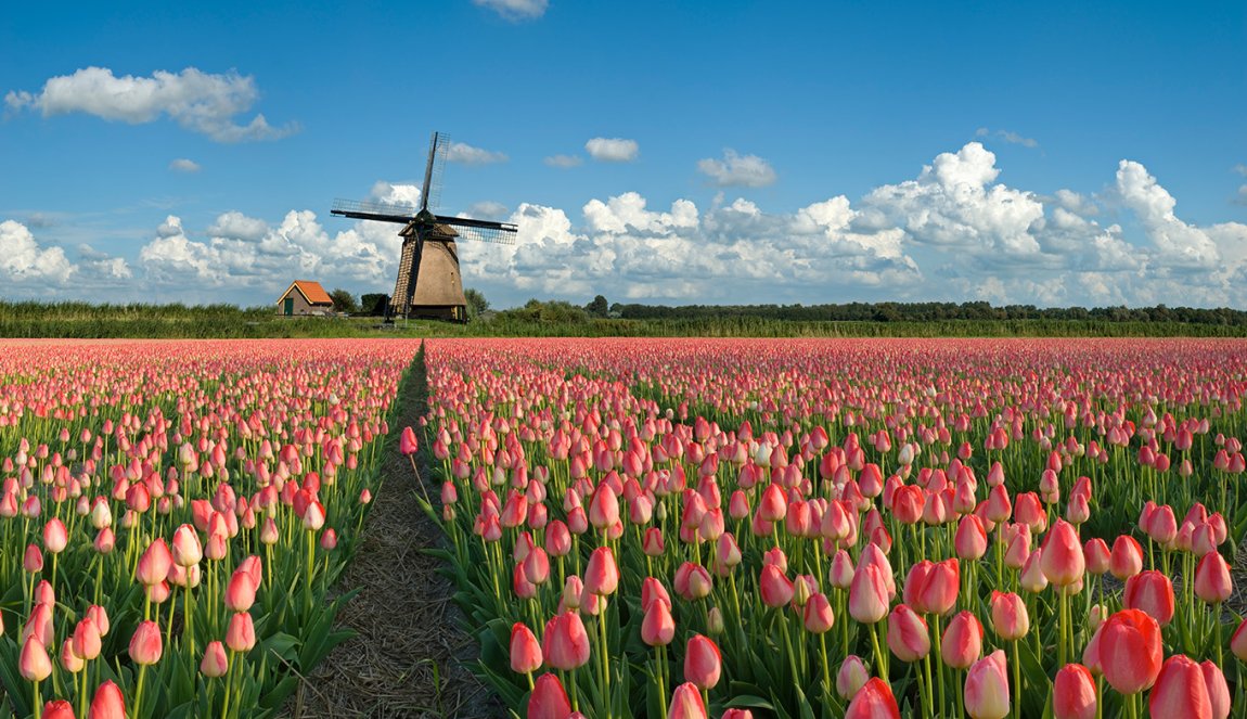 Colorful orange field with a wind mill