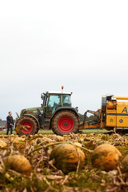 Pumpkin field with tractor Gelderland