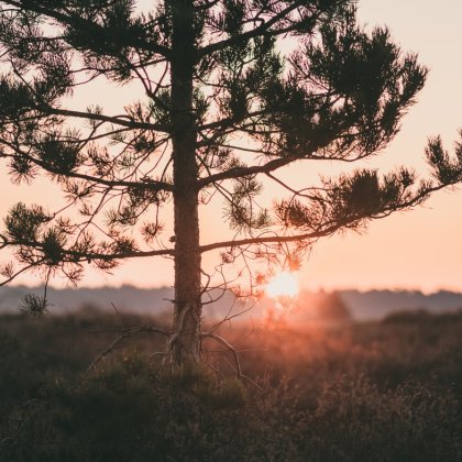 Sunrise Loonse en Drunense Duinen