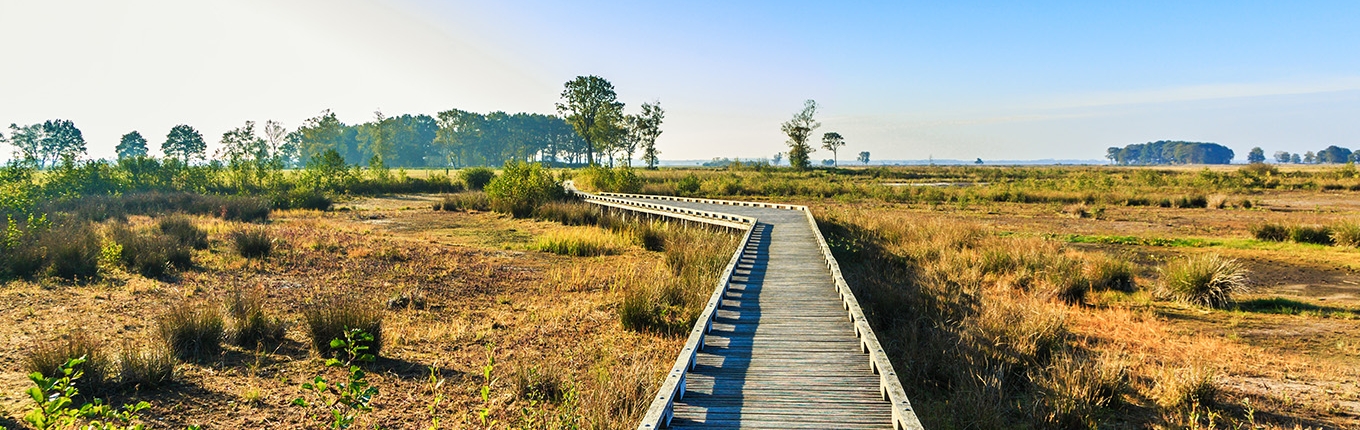 National Park Dwingelderveld, Dutch province of Drenthe is a nature reserve with wooden walkways