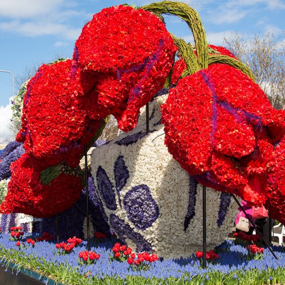 Flower parade, red tulip and Delft Blue