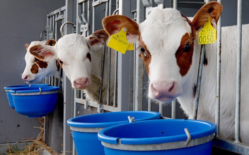 Floating Farm Rotterdam calves close up