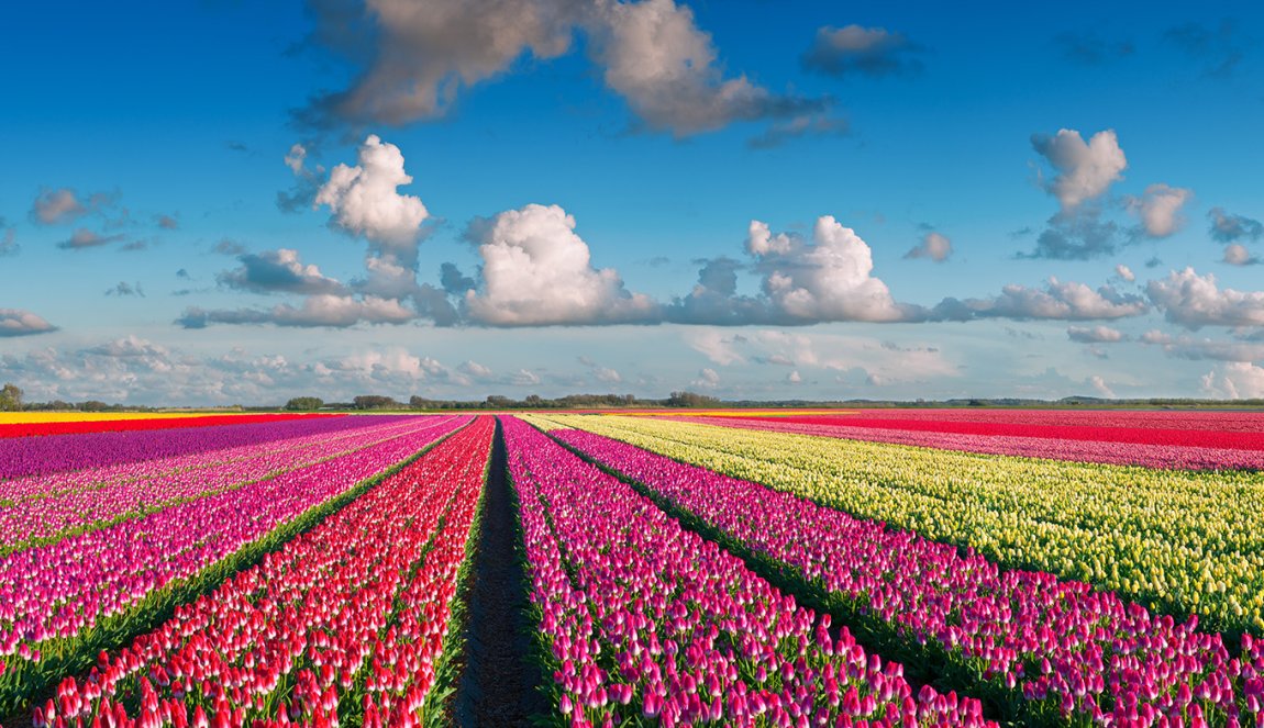Colorful tulip field 