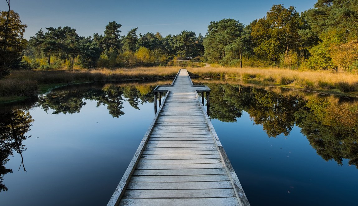 Wooden walkway in Nationaal Park De Maasduinen Wooden walkway in Nationaal Park De Maasduinen