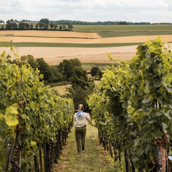Lady walks through vineyard in Zuid Limburg