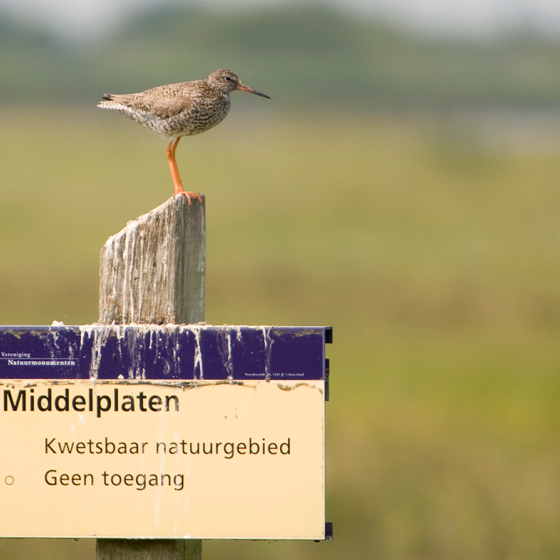 Birds in Zeeland