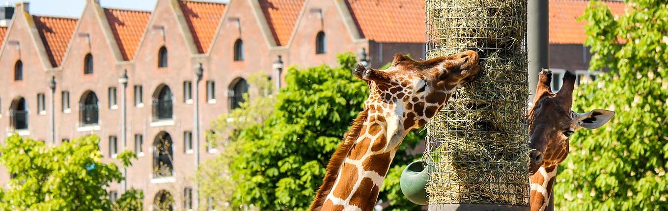 Giraffes in Artis Zoo Giraffes in Artis Zoo