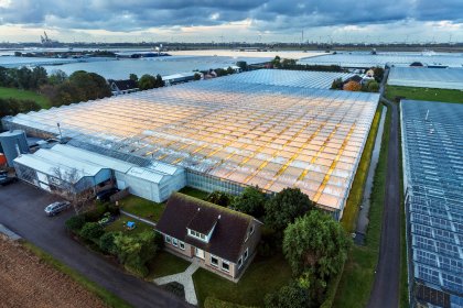 Greenhouses in Westland