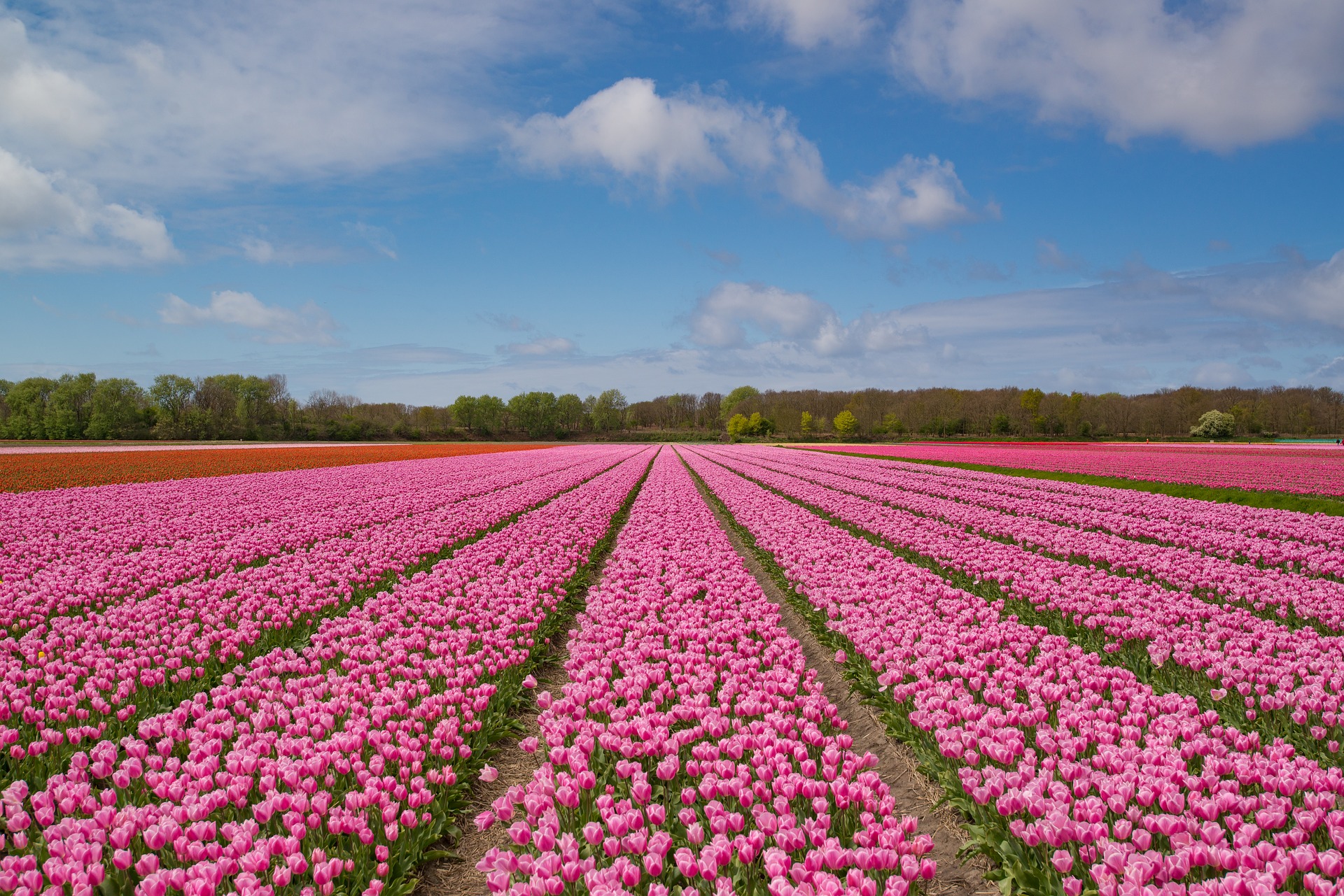 Visiting The Netherlands During Tulip Season Holland Com