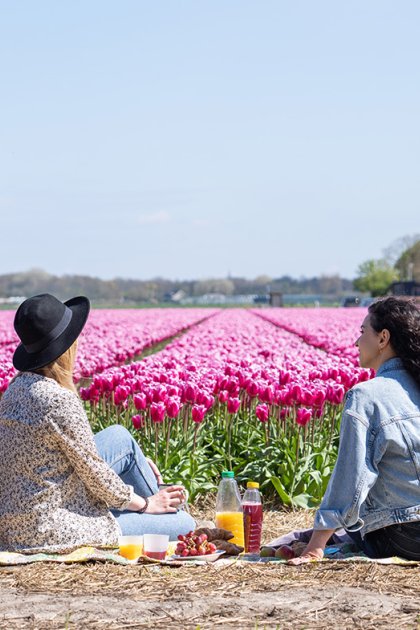 Picnicking along the tulip field