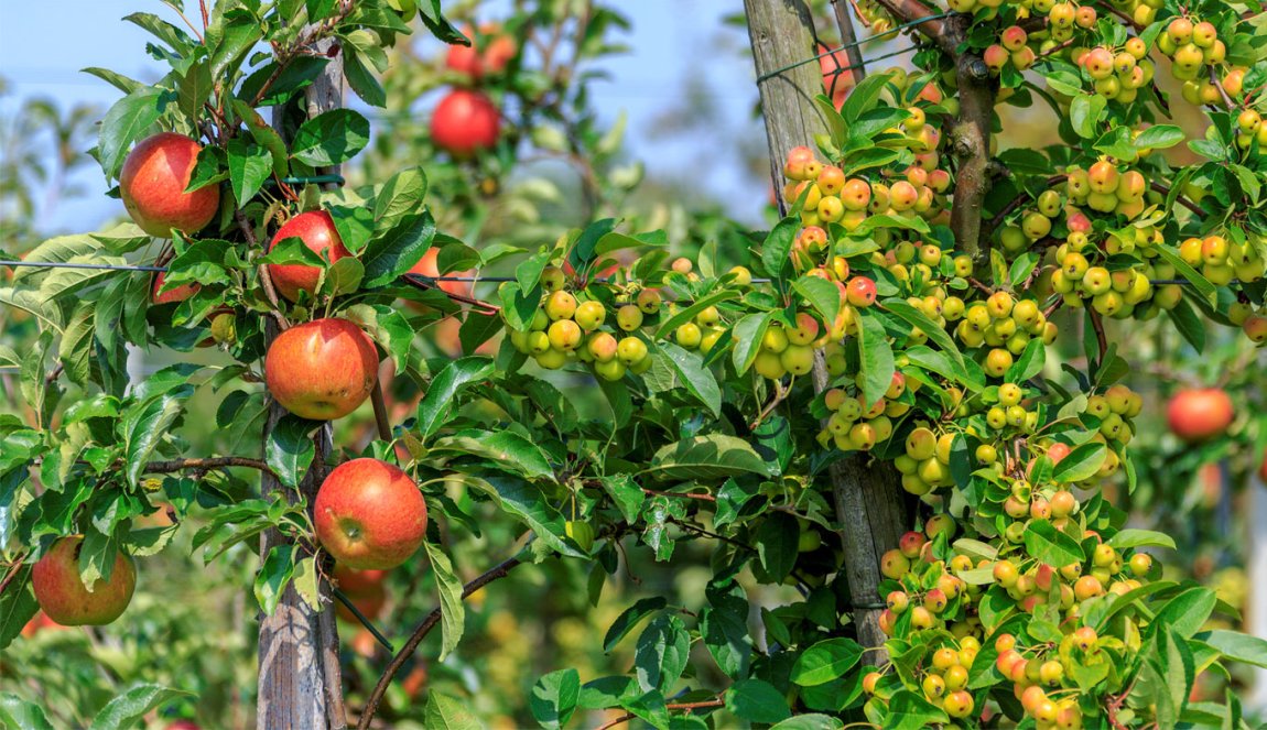 Apple tree in Gelderland