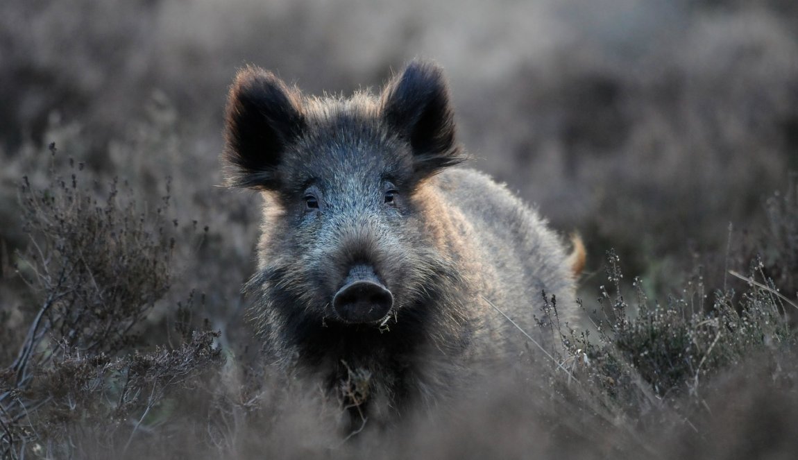 Wild boar National parc De Hoge Veluwe Wild boar National parc De Hoge Veluwe