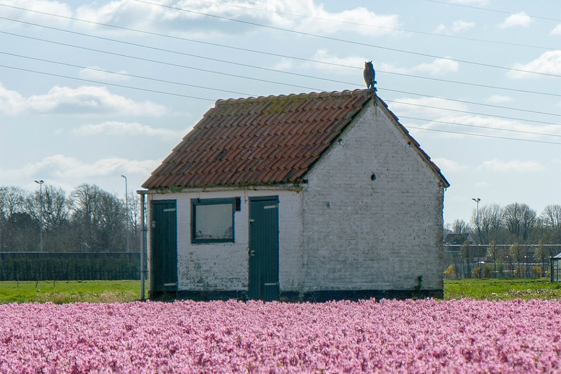 Landshed near Voorhout