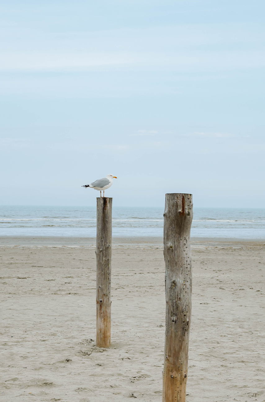 Seagull on pole at the beach in Schiermonnikoog