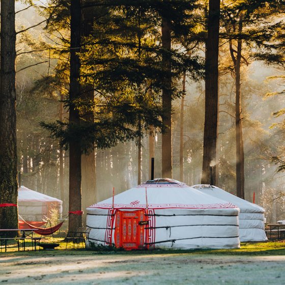 Yurt under the trees at Winterwoods Drenthe