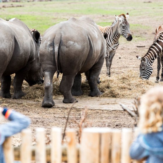 Children watching animals at Beekse Bergen