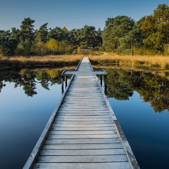 Wooden walkway in Nationaal Park De Maasduinen