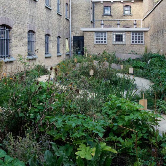 Leeuwarden Honeysuckle Garden