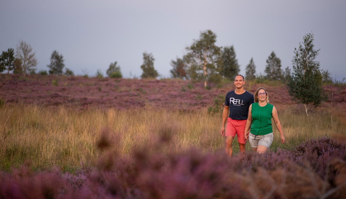 Walking on the purple heath Sallandse Heuvelrug 