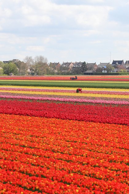 Bulb field overlooking Hillegom 