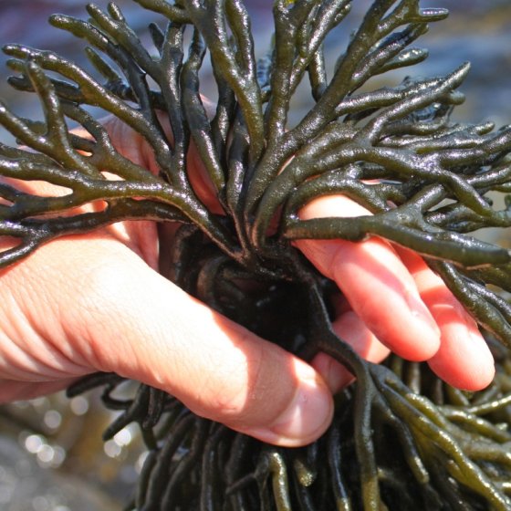 Seaweed harvesting