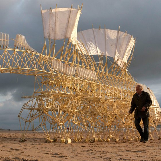 Animaris Umerus, Scheveningen 2009