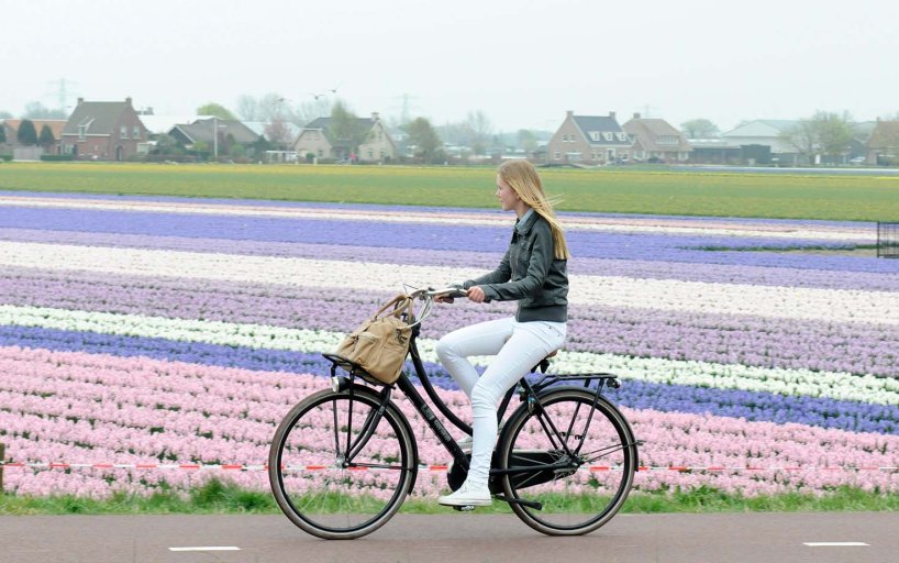 Cyclist along flower fields in Lisse 