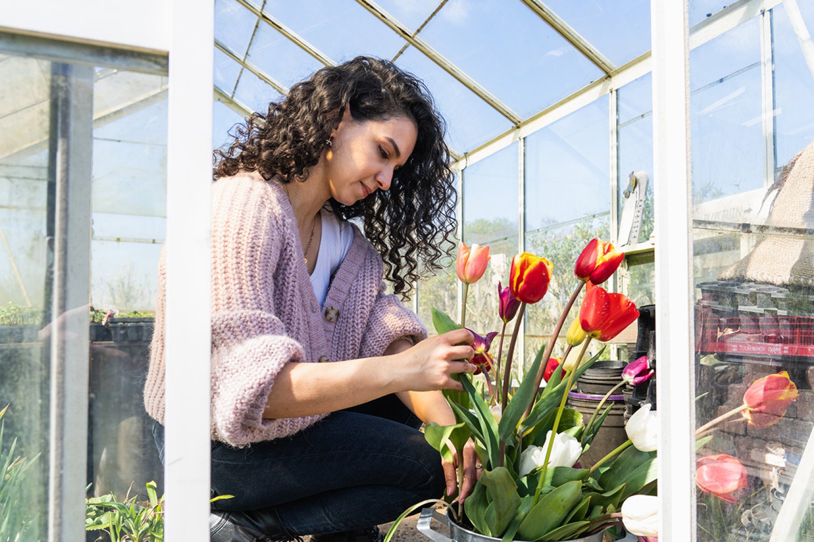 Lady in greenhouse puts tulips in bucket