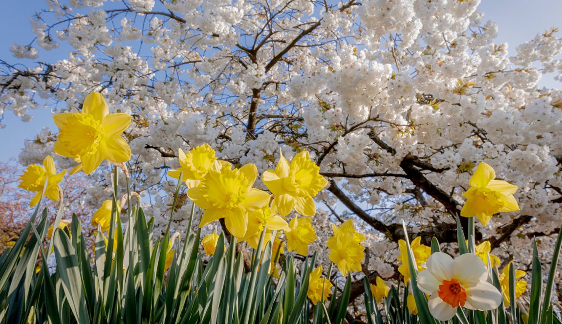 Blossom and daffodils at Keukenhof Blossom and daffodils at Keukenhof