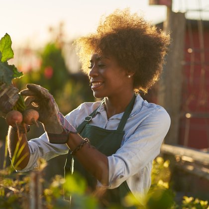Afro lady inspects beet community urban garden