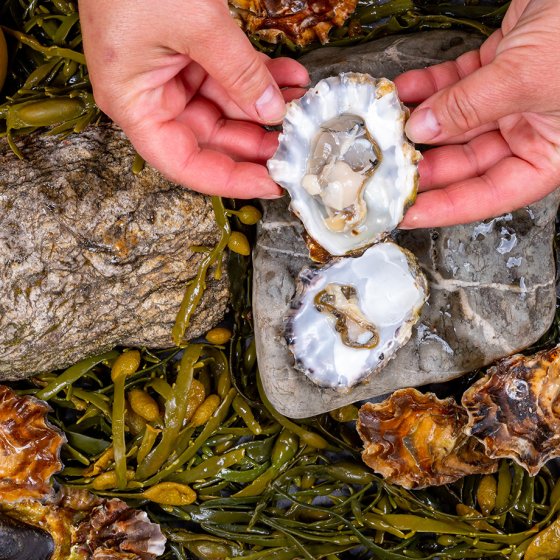 Fresh oysters at Yerseke fish market