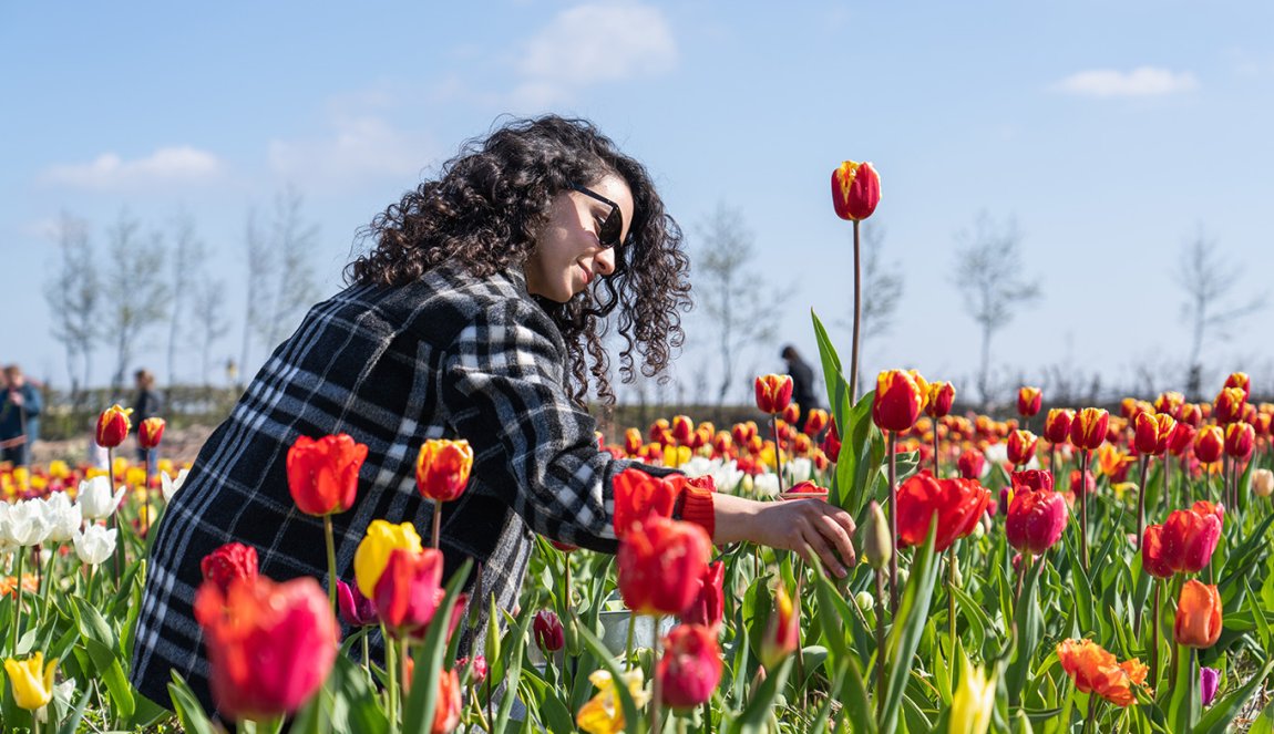 Lady in Picking Garden picks tulips