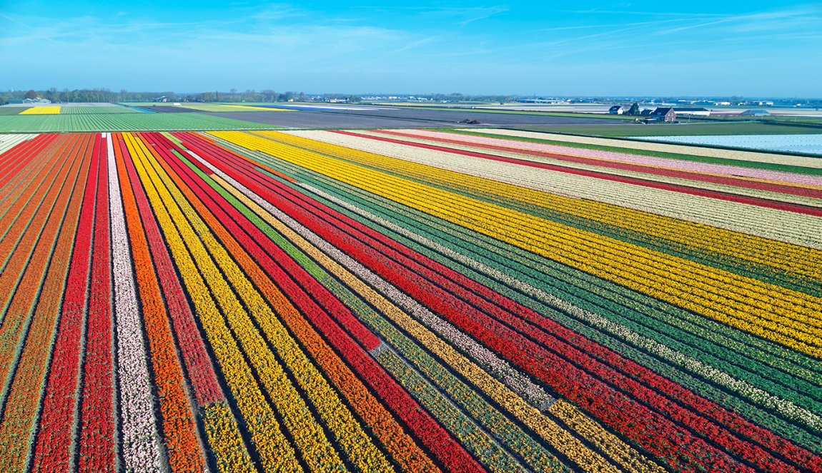 Aerial view of bulb fields in spring, located between the towns of Lisse and Sassenheim