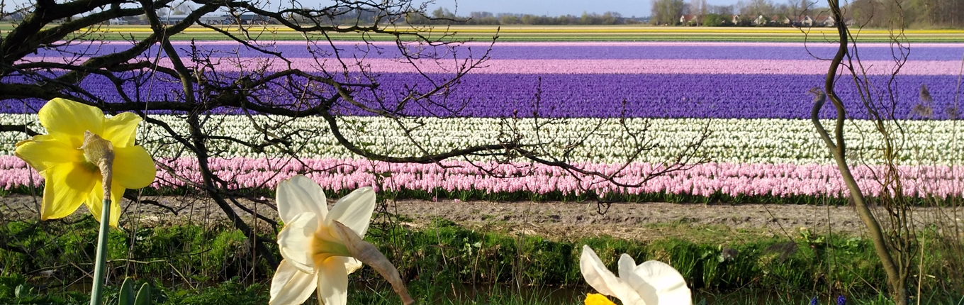 Bulb field with hyacinths and daffodils