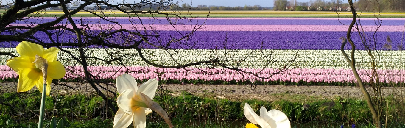 Bulb field with hyacinths and daffodils Bulb field with hyacinths and daffodils