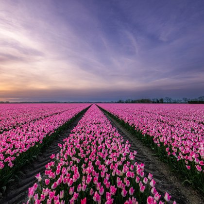 Flevoland Tulpen festival