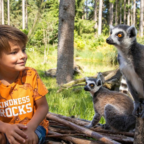Child looking at Maki's in Dierenpark Amersfoort