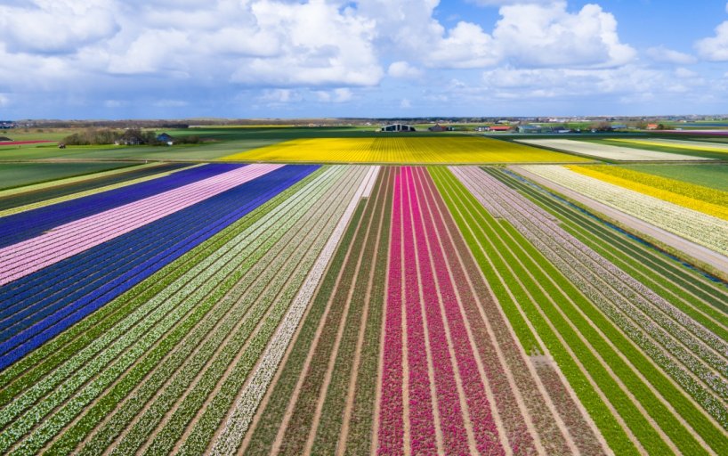 Bird view of tulip field in North Holland
