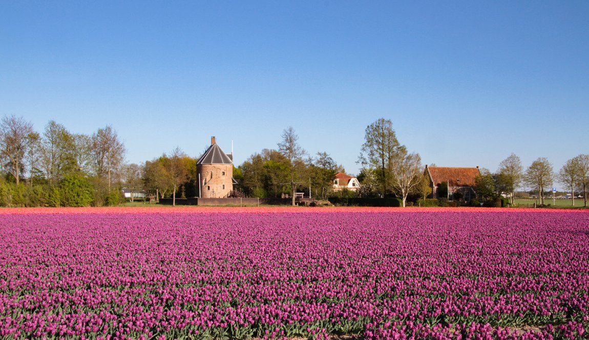 Bulb field at Huys Dever Lisse Bulb field at Huys Dever Lisse