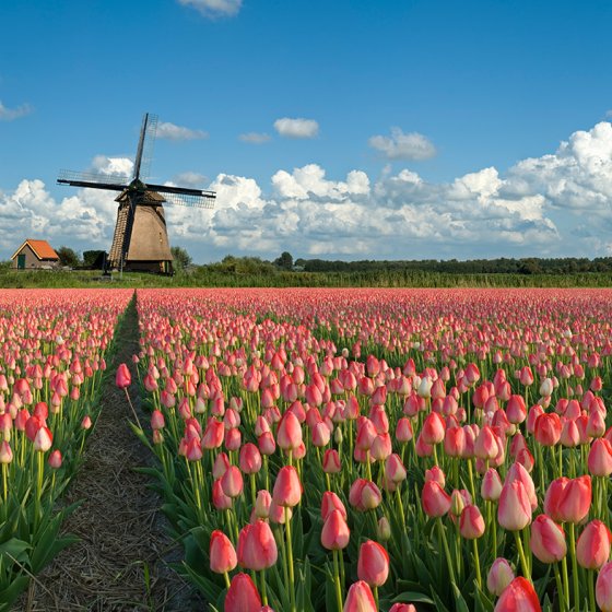 Colorful orange field with a wind mill