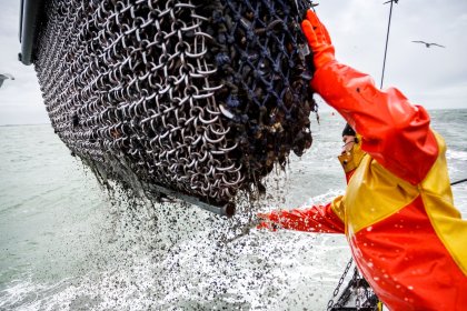 Mussel farmers Zeeland