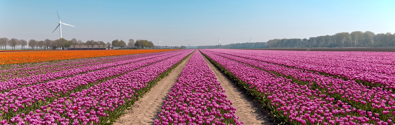 Flower fields purple tulips