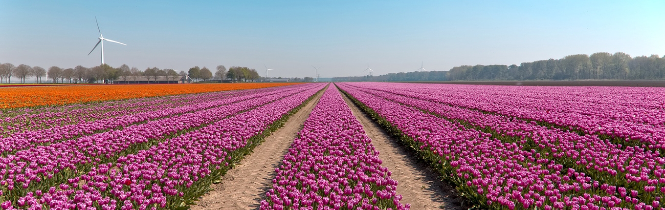 Flower fields purple tulips Flower fields purple tulips