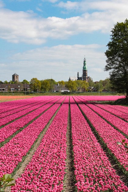 Bulb field Van Lyndenweg Lisse